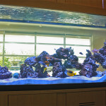 Aquarium Tour At Dentistry for Children